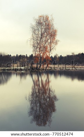 Late autumn.Three birches with orange leaves growing on the bank of small pond.Cloudy landscape. Fall foliage.Dark clouds in angry sky.Beautiful reflection.