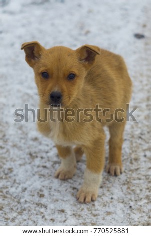 Redhead puppy in the snow