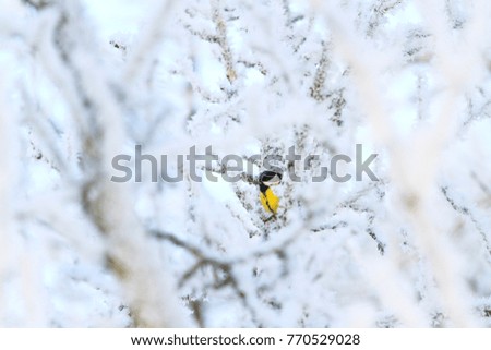 colored bird among white snowy branches