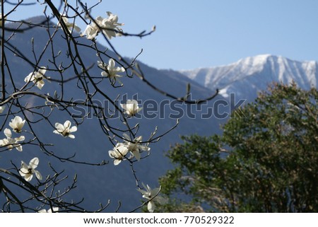 magnolia flowers on the mountain view in the spring como italy