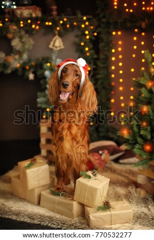 orange dog is standing on the boxes with gifts in the hat of Santa Claus and smiling near the Christmas tree on the background of yellow garlands. Irish setter Royalty-Free Stock Photo #770532277