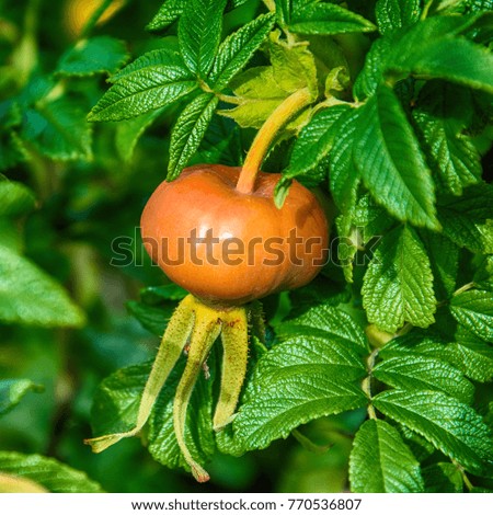 Rose hip fruit on bush 