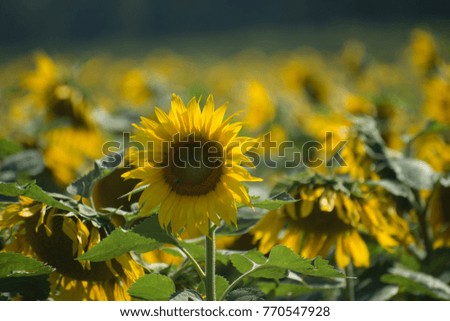 bright field of sunflowers in Europe