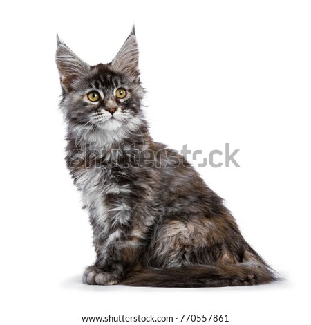 Tortie multi colored Maine Coon kitten / cat sitting sideways isolated on white background looking up