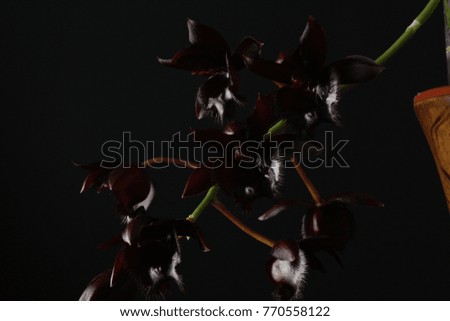 orchid Fredklarkeara Midnight Lace