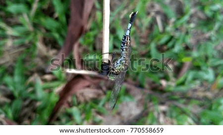 A Very Colourful Dragonfly Resting on A Fire-Stick On a Warm Day