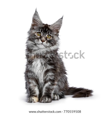 Tortie multi colored Maine Coon kitten / cat sitting facing front isolated on white background looking to camera