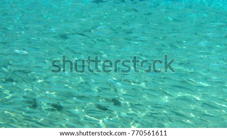 Underwater photo of coral reef in Caribbean exotic turquoise waters