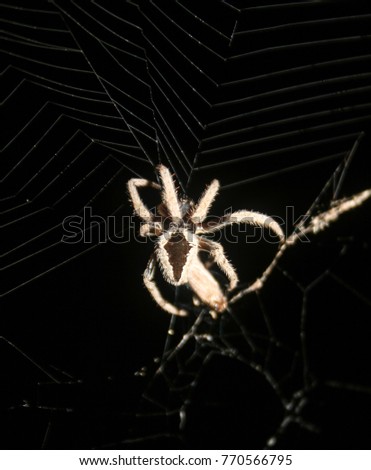 A close-up photograph of a Garden Orb Weaver Spider (Eriophora transmarina) wrapping up it's prey in Brisbane, Australia. 
