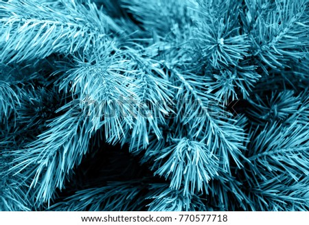 Blue. Beautiful winter background. Nice fir branches. Close up. 