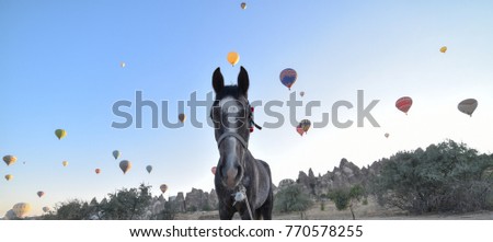 beautiful horses country cappadocia