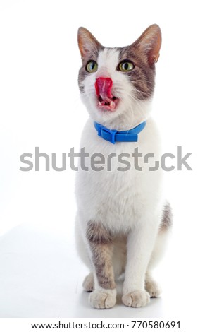 Domestic cat with collar on isolated white background. Cat wanting food. Trained cat. Animal mammal pet. Beautiful grey white cat young kitten on isolated white studio photo background.