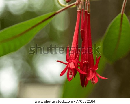 A red Fuchsia flower in the tropical garden above the city of Funchal Madeira with background defocussed