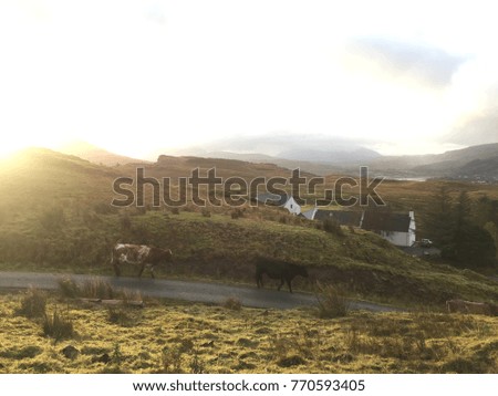 This a photo of cows and fields in North Highlands, Scotland. Cows are walking on the road to find the right place to eat grasses.