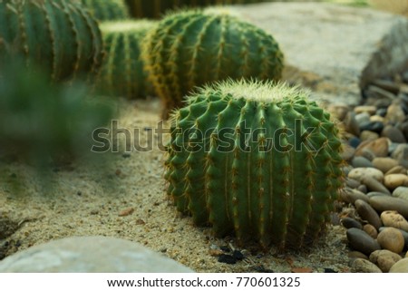 beautiful cactus  in the garden, life in the desert