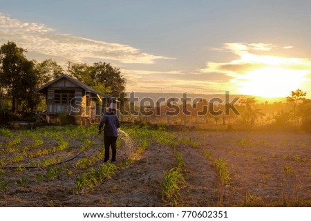 a front selective focus picture of organic corn field with a farmer working at her farm in the evening sunset. 