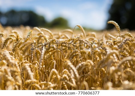 Beautiful nature background of ripening ears of meadow golden wheat field as harvest concept
