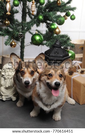 Two happy corgi dogs sitting under Christmas tree