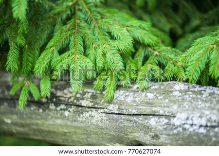 Green tree brunch background