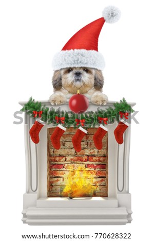 Shitzu santa dog with christmas ball near the fireplace. Isolated on white background