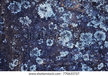 Natures abstract background showing rock face with plant spores