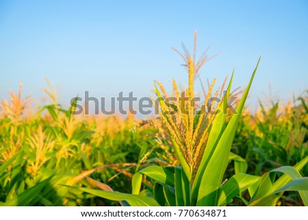 a front selective focus picture of organic corn field at agriculture farm with blue sky background