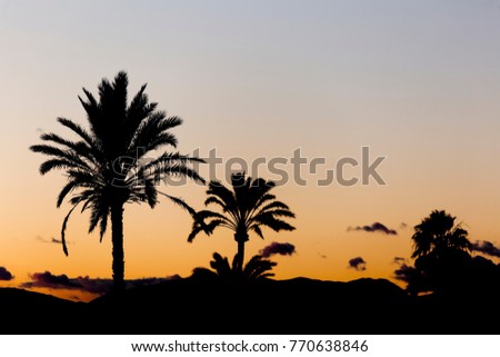 Sunset in Elche with palm trees in the foreground. Horizontal shot