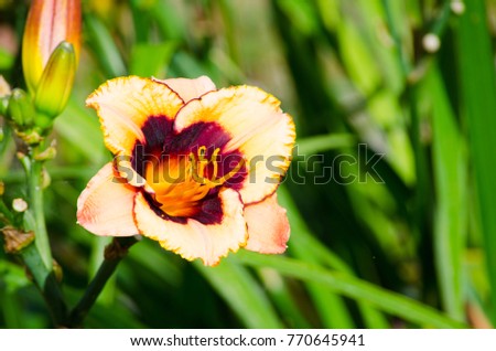 Two-tone colors in Orange-Dark brown Daylily flower is a flowering plant in the genus Hemerocallis in a spring season at a botanical garden.