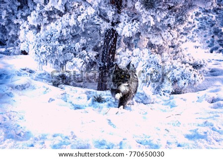 A beautiful maine coon cat sitting under a fur tree branch in a winter forest looking for a prey. Toned.