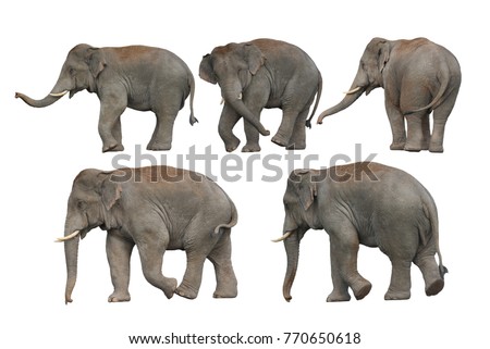 Big set , Wild elephant isolated on white background
