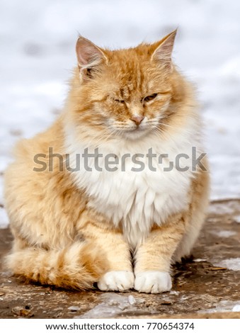 Cats in winter on the street