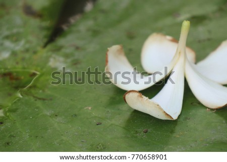 Tropical flowers white frangipani