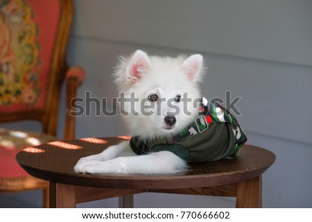 portrait of young japanese spitz dog wearing Military uniform and sleeping on wooden table