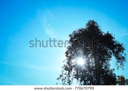 Concept image of single silhouette tree with nice sun star over bright blue sky