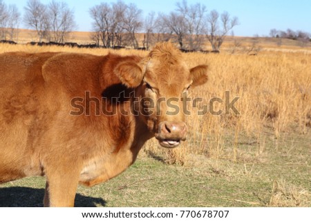 Pretty red cow side view looking at camera with it's tongue showing it its mouth in field with tree line and black cows in background
