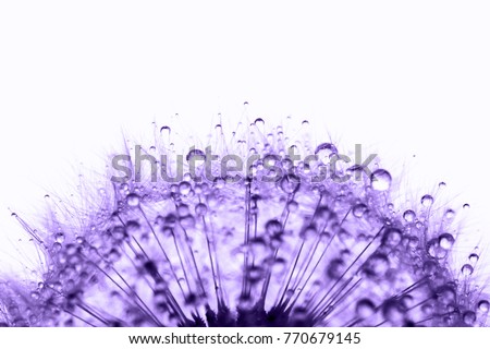 Violet dandelion in the dew drops on white background, macro. Place for text. Nature and eco concept.  Royalty-Free Stock Photo #770679145