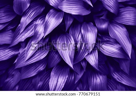 Ultra Violet background made of fresh green leaves. Green dynamic backdrop for your design. Royalty-Free Stock Photo #770679151