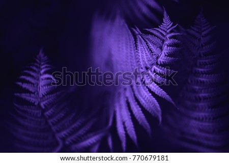 Beautiful fern leaves green foliage natural floral fern background. Ultra Violet creative and moody color of the picture.