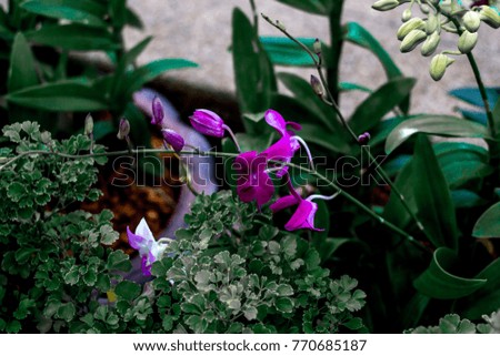 Purple Orchid and Green leaf pattern background