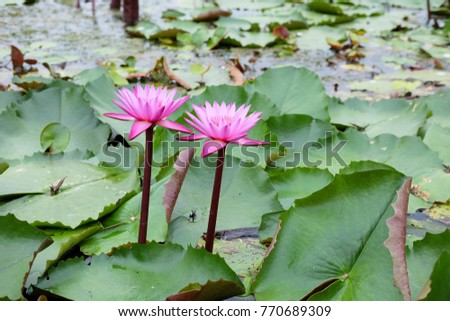 Pink lotus flower (Water Lily) and green lotus leaf  in the big pond.