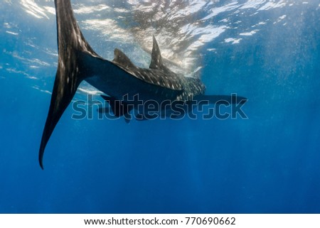 Closeup with whale shark from behind