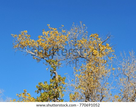 Beautiful autumn trees under blue sky