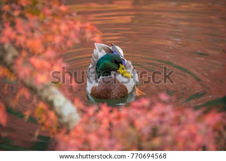 Mallard in the pond surrounding with autumn colour season in Eikando temple, Kyoto, Japan.