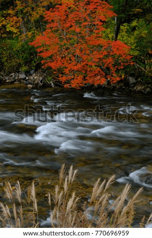 Autumn red leaves at mountain riverside, flowing white water, Japanese pampas grass