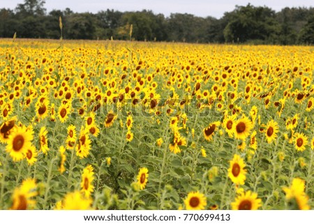 Sunflower field for tourism in Thailand.
