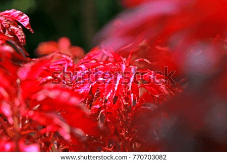 Red plant in the garden