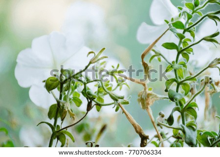 Simple white flowers.