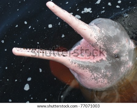 The Amazon river dolphin, alternatively Bufeo, Bufeo Colorado, Boto Cor de Rosa, Boutu, Nay, Tonina, or Pink Dolphin (Inia geoffrensis), is a freshwater river dolphin. Rio Negro, Brazil Royalty-Free Stock Photo #77071003