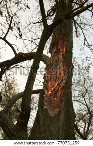 Forest fire. fallen tree is burnt on ground lot of smoke when vildfire. fire destroys everything Leaving only scorched tree and ashe. Forest burning is natural disaster. visualization of forest fires