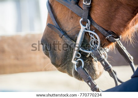 Horizontal View Of Close Up Of Horse Mouth With Bridles On Blur Background